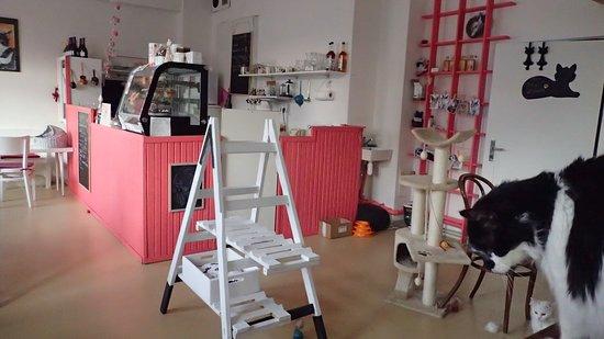 Bystrokocko Cat Cafe